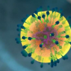 T细胞如何对抗顽固病毒