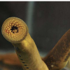海七鳃鳗提供了脊椎动物大脑如何进化的线索